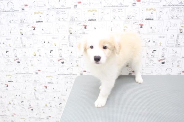 岐阜県のボーダーコリー (ペットショッププチマリア 岐阜大垣垂井店/2026年6月17日生まれ/男の子/クリームホワイト)の子犬の4枚目の画像