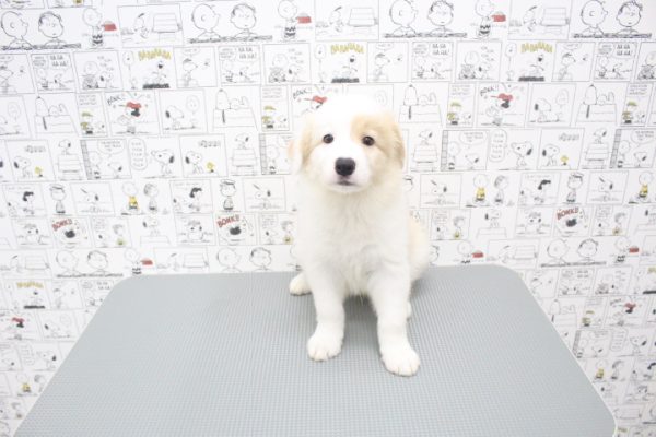岐阜県のボーダーコリー (ペットショッププチマリア 岐阜大垣垂井店/2026年6月17日生まれ/男の子/クリームホワイト)の子犬の2枚目の画像