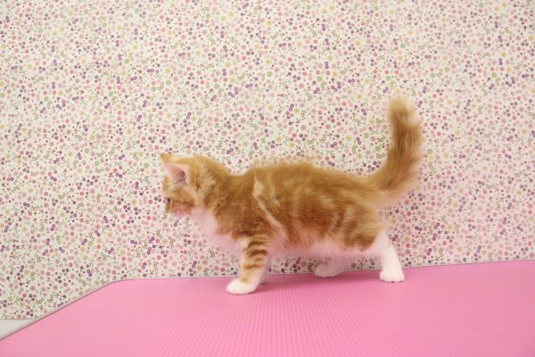 愛知県のノルウェージャンフォレストキャット (ペットショッププチマリア イオンタウン弥富店/2026年5月20日生まれ/女の子/レッドタビーホワイト)の子猫の4枚目の画像