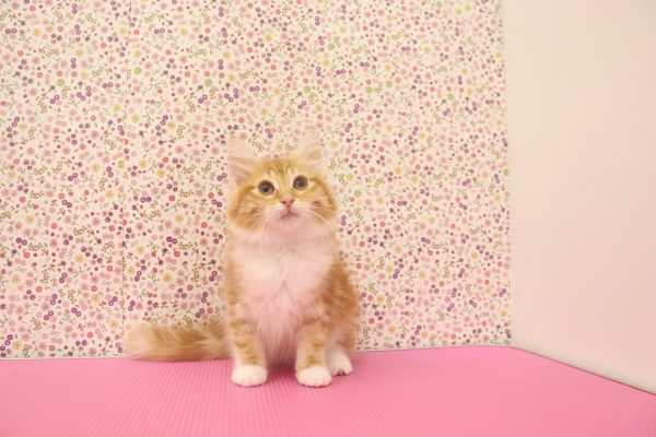 愛知県のノルウェージャンフォレストキャット (ペットショッププチマリア イオンタウン弥富店/2026年5月20日生まれ/女の子/レッドタビーホワイト)の子猫の2枚目の画像