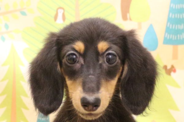 ミニチュアダックスフンド