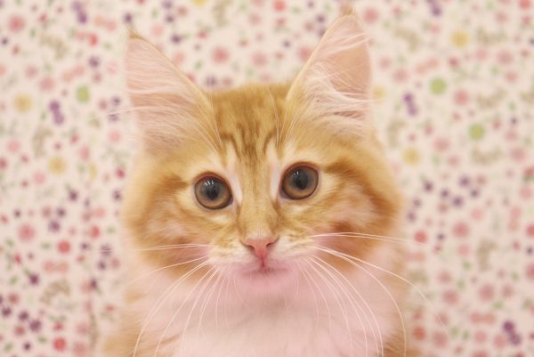 愛知県のノルウェージャンフォレストキャット (ペットショッププチマリア イオンタウン弥富店/2026年5月20日生まれ/女の子/レッドタビーホワイト)の子猫の1枚目の画像