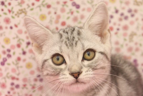 愛知県のアメリカンショートヘアー (ペットショッププチマリア イオンタウン弥富店/2026年5月24日生まれ/男の子/シルバータビー)の子猫の1枚目の画像