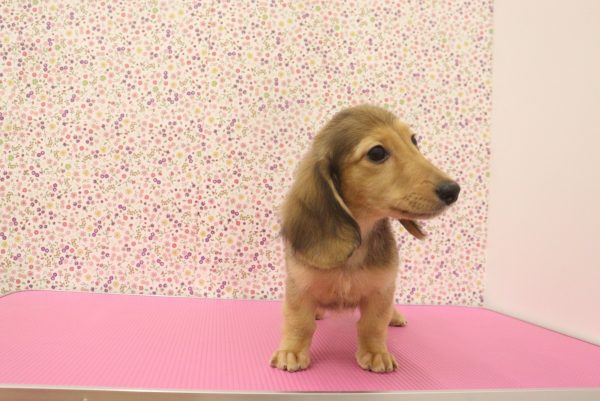 愛知県のミニチュアダックスフンド(ロング) (ペットショッププチマリア イオンタウン弥富店/2026年5月25日生まれ/男の子/シェーデットレッド)の子犬の4枚目の画像