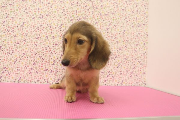 愛知県のミニチュアダックスフンド(ロング) (ペットショッププチマリア イオンタウン弥富店/2026年5月25日生まれ/男の子/シェーデットレッド)の子犬の2枚目の画像