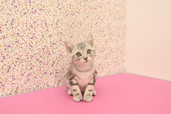 愛知県のアメリカンショートヘアー (ペットショッププチマリア イオンタウン弥富店/2026年5月24日生まれ/男の子/シルバータビー)の子猫の2枚目の画像