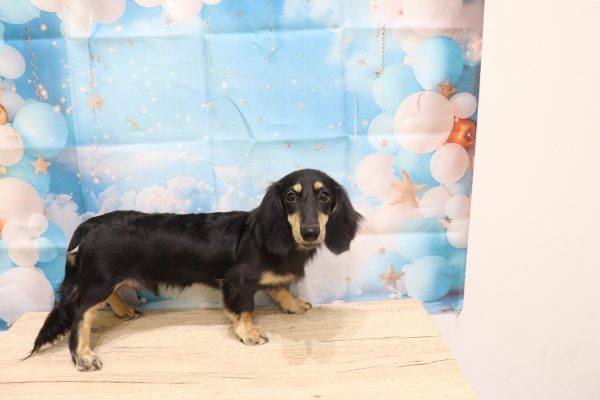 愛知県のミニチュアダックスフンド(ロング) (ペットショッププチマリア 一宮イオンモール木曽川キリオ店/2026年3月7日生まれ/男の子/ブラックタン)の子犬の4枚目の画像