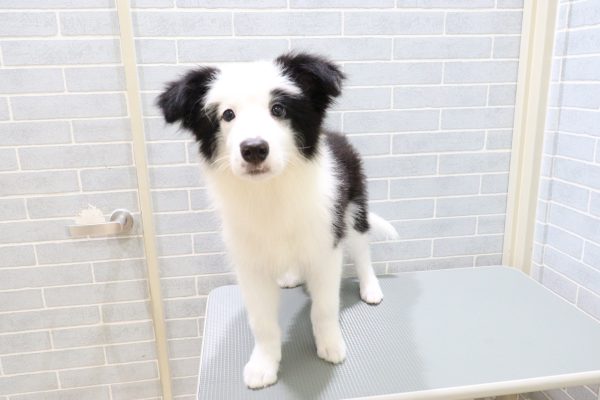 岐阜県のボーダーコリー (ペットショッププチマリア 岐阜羽島店/2026年5月1日生まれ/男の子/ブラックホワイト)の子犬の3枚目の画像