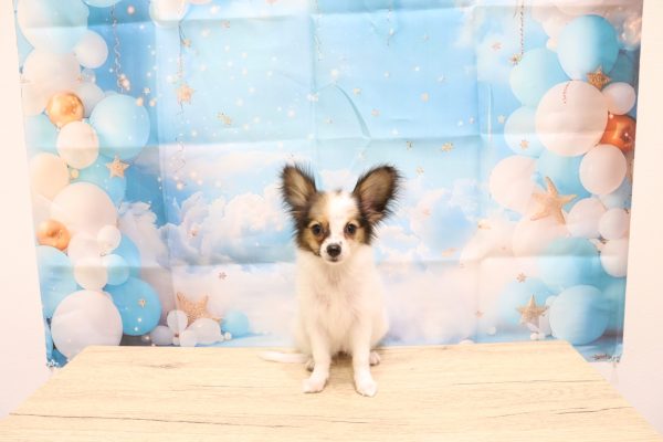 愛知県のパピヨン (ペットショッププチマリア 一宮イオンモール木曽川キリオ店/2026年4月18日生まれ/女の子/ホワイトブラウン)の子犬の2枚目の画像