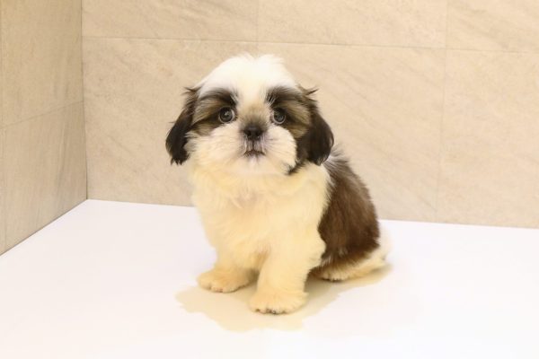 岐阜県のシーズー (ペットショッププチマリア 大垣イオンモール店/2026年6月12日生まれ/男の子/ホワイトゴールド)の子犬の2枚目の画像