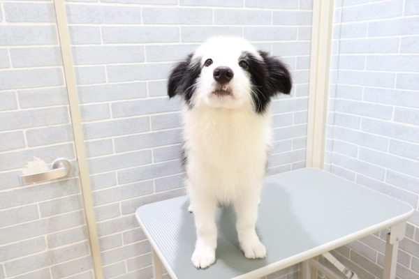 岐阜県のボーダーコリー (ペットショッププチマリア 岐阜羽島店/2026年5月1日生まれ/男の子/ブラックホワイト)の子犬の2枚目の画像