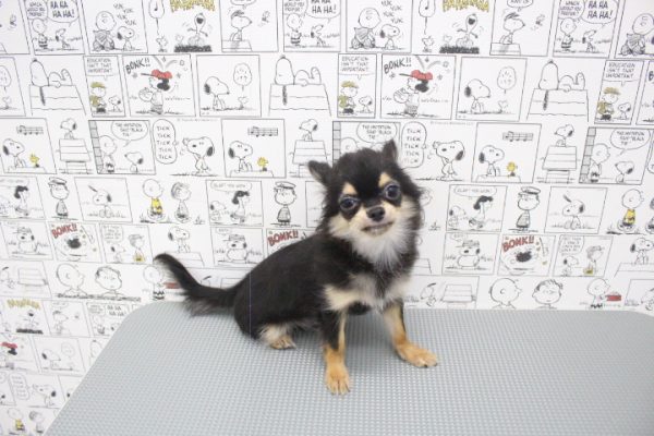岐阜県のチワワ(ロング) (ペットショッププチマリア 岐阜大垣垂井店/2026年3月19日生まれ/男の子/ブラックタンホワイト)の子犬の2枚目の画像