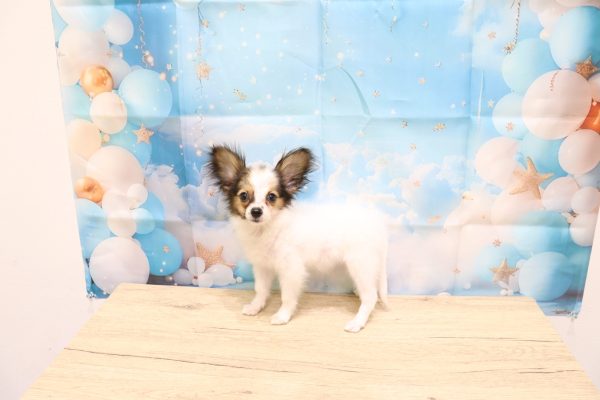 愛知県のパピヨン (ペットショッププチマリア 一宮イオンモール木曽川キリオ店/2026年4月18日生まれ/女の子/ホワイトブラウン)の子犬の3枚目の画像