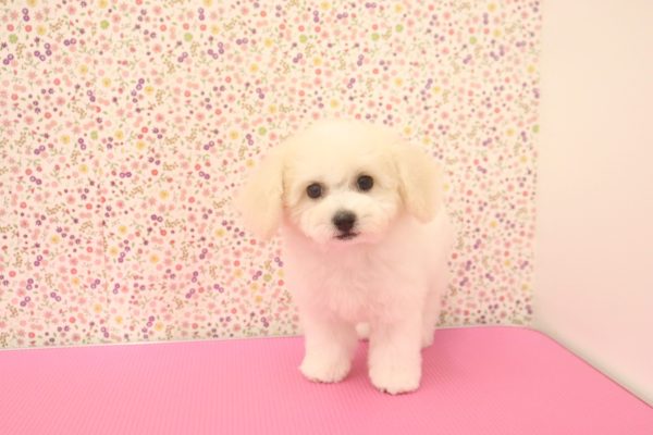 愛知県のビションフリーゼ (ペットショッププチマリア イオンタウン弥富店/2026年6月20日生まれ/女の子/ホワイト)の子犬の3枚目の画像