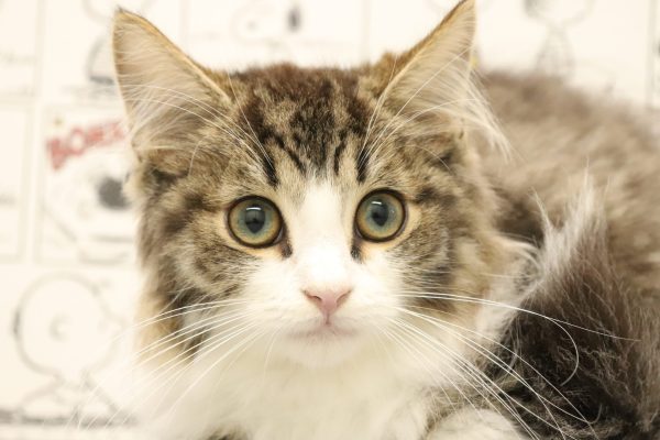 ノルウェージャンフォレストキャット
