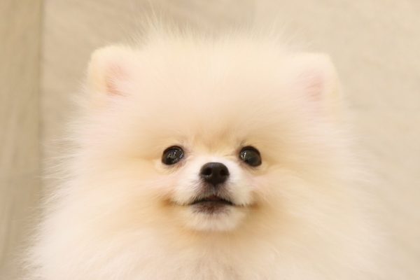 ポメラニアン