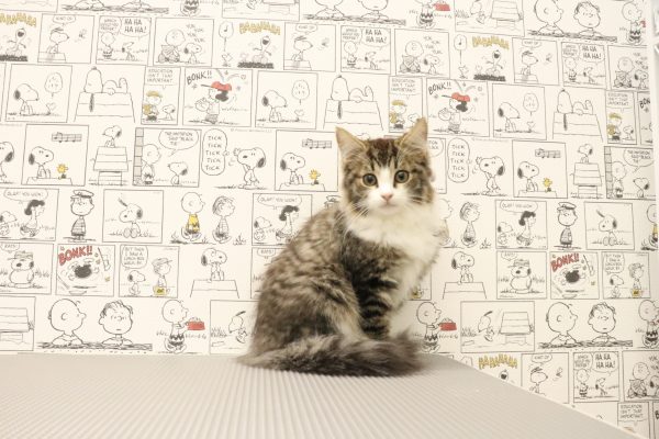 三重県のノルウェージャンフォレストキャット (ペットショッププチマリア　イオンタウン松阪船江店/2026年6月15日生まれ/男の子/ブラックタビーホワイト)の子猫の4枚目の画像