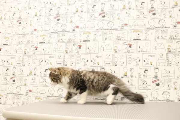 三重県のノルウェージャンフォレストキャット (ペットショッププチマリア　イオンタウン松阪船江店/2026年6月15日生まれ/男の子/ブラックタビーホワイト)の子猫の3枚目の画像