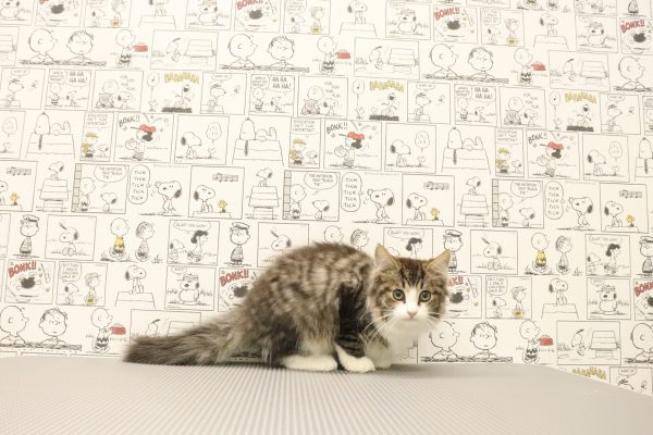 三重県のノルウェージャンフォレストキャット (ペットショッププチマリア　イオンタウン松阪船江店/2026年6月15日生まれ/男の子/ブラックタビーホワイト)の子猫の2枚目の画像