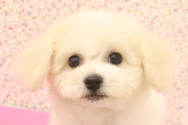 愛知県のビションフリーゼ (ペットショッププチマリア イオンタウン弥富店/2026年6月20日生まれ/女の子/ホワイト)の子犬の1枚目の画像