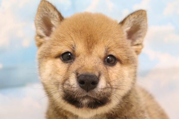 柴犬