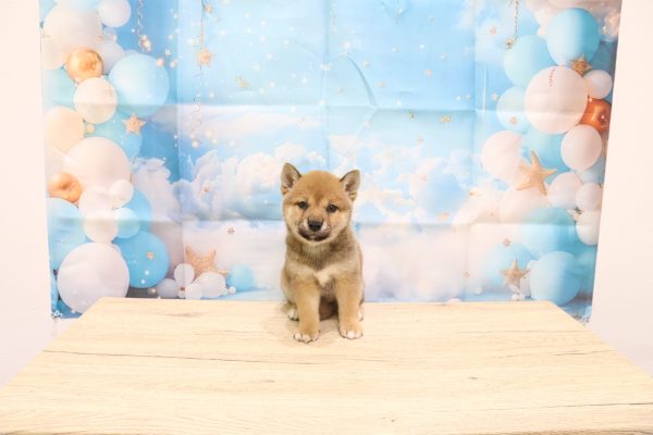 愛知県の柴犬(標準サイズ) (ペットショッププチマリア 一宮イオンモール木曽川キリオ店/2026年6月14日生まれ/女の子/赤)の子犬の2枚目の画像