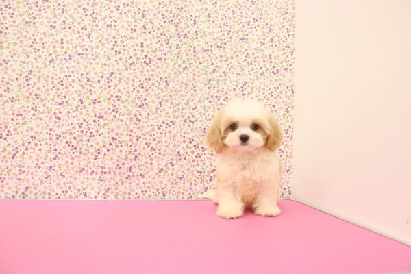 愛知県のマルキャバ/キャバチーズ(マルチーズ×キャバリア) (ペットショッププチマリア イオンタウン弥富店/2026年6月20日生まれ/男の子/ブレンハイム)の子犬の4枚目の画像
