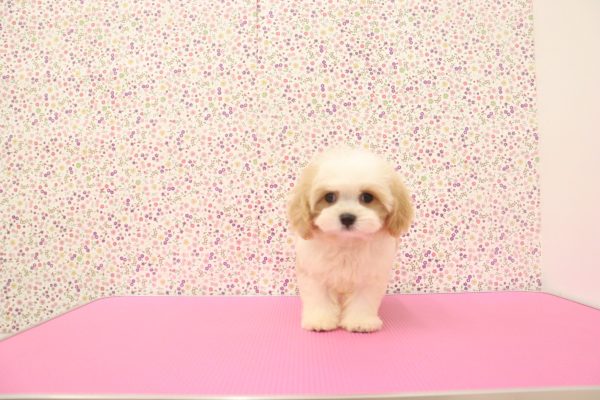 愛知県のマルキャバ/キャバチーズ(マルチーズ×キャバリア) (ペットショッププチマリア イオンタウン弥富店/2026年6月20日生まれ/男の子/ブレンハイム)の子犬の3枚目の画像