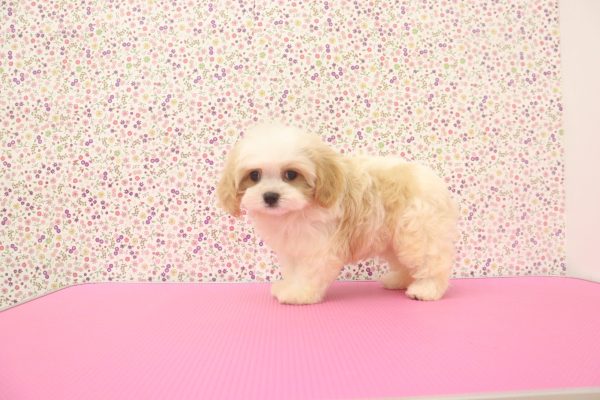愛知県のマルキャバ/キャバチーズ(マルチーズ×キャバリア) (ペットショッププチマリア イオンタウン弥富店/2026年6月20日生まれ/男の子/ブレンハイム)の子犬の2枚目の画像