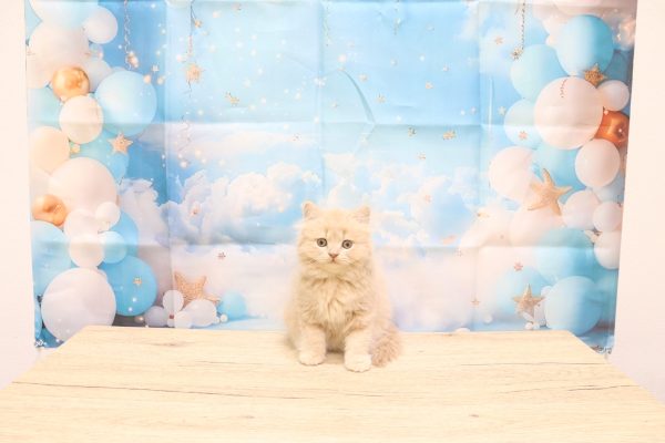 愛知県のブリティッシュショートヘアー (ペットショッププチマリア 一宮イオンモール木曽川キリオ店/2026年6月6日生まれ/男の子/クリーム)の子猫の2枚目の画像