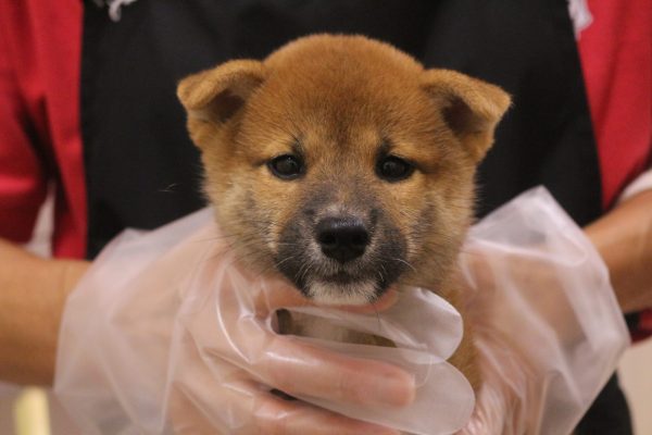 2026年6月29日生まれの柴犬(標準サイズ)