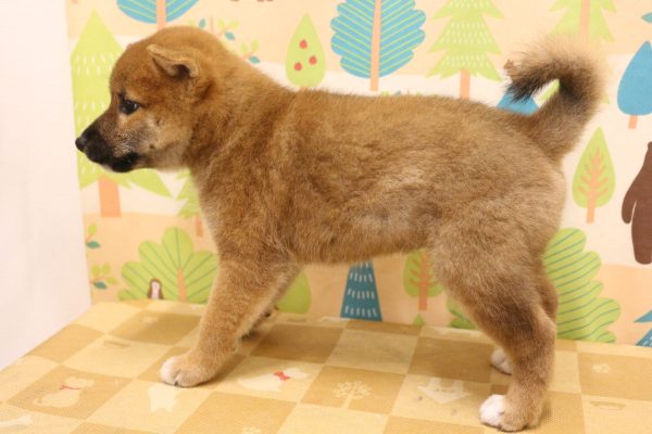 東京都の柴犬(標準サイズ) (ペットショッププチマリア 東久留米店/2026年6月29日生まれ/男の子/赤)の子犬の3枚目の画像