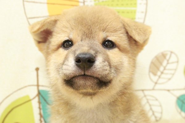 柴犬