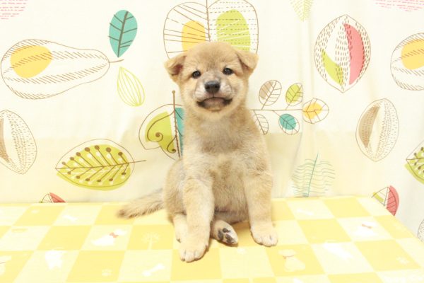 東京都の柴犬(標準サイズ) (ペットショッププチマリア 町田多摩境店/2026年6月9日生まれ/男の子/赤)の子犬の2枚目の画像
