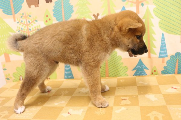 東京都の柴犬(標準サイズ) (ペットショッププチマリア 東久留米店/2026年6月29日生まれ/男の子/赤)の子犬の4枚目の画像