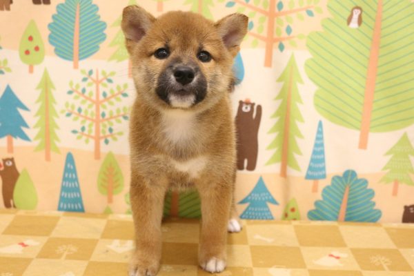東京都の柴犬(標準サイズ) (ペットショッププチマリア 東久留米店/2026年6月29日生まれ/男の子/赤)の子犬の2枚目の画像