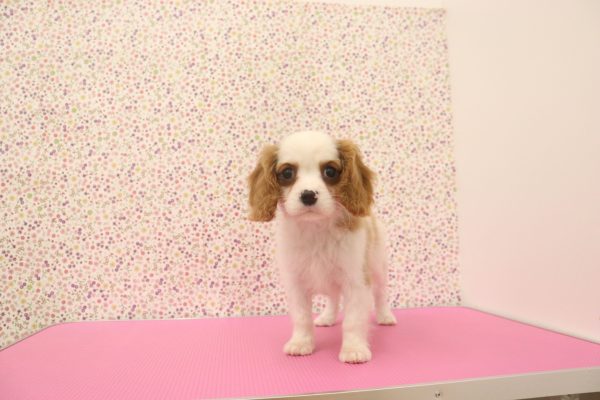 愛知県のキャバリアキングチャールズスパニエル (ペットショッププチマリア イオンタウン弥富店/2026年6月18日生まれ/男の子/ブレンハイム)の子犬の2枚目の画像