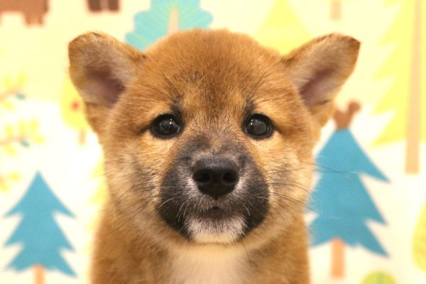 柴犬