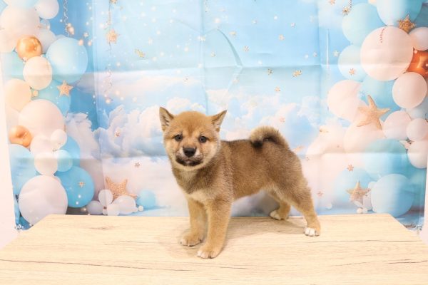 愛知県の柴犬(標準サイズ) (ペットショッププチマリア 一宮イオンモール木曽川キリオ店/2026年6月14日生まれ/女の子/赤)の子犬の4枚目の画像