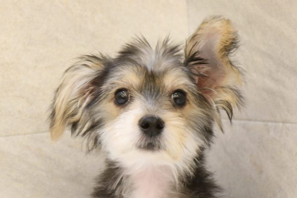 ミックス（ハーフ犬）