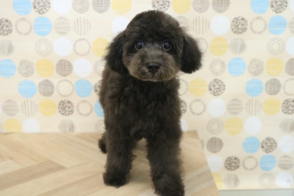 東京都のマルプー(マルチーズ×プードル) (ペットショッププチマリア 多摩唐木田店/2026年3月20日生まれ/男の子/ブラック)の子犬の2枚目の画像