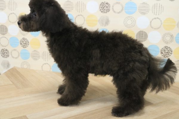 東京都のマルプー(マルチーズ×プードル) (ペットショッププチマリア 多摩唐木田店/2026年3月20日生まれ/男の子/ブラック)の子犬の3枚目の画像