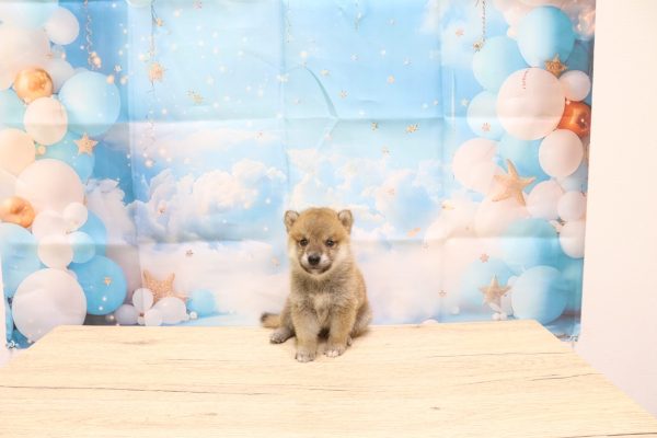愛知県の豆柴 (ペットショッププチマリア 一宮イオンモール木曽川キリオ店/2026年6月13日生まれ/男の子/赤)の子犬の2枚目の画像
