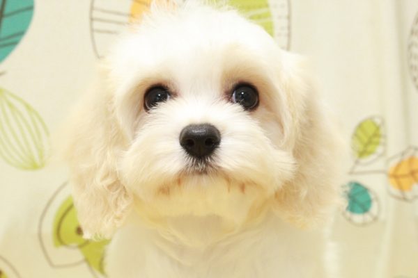 東京都のミックス（ハーフ犬） (ペットショッププチマリア 町田多摩境店/2026年5月3日生まれ/女の子/クリーム)の子犬の1枚目の画像