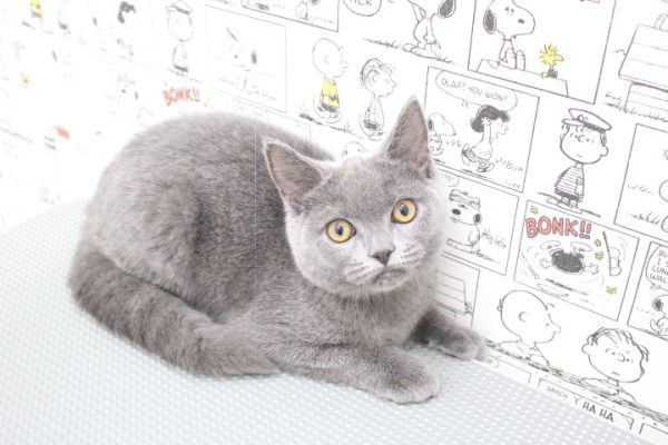 岐阜県のブリティッシュショートヘアー (ペットショッププチマリア 岐阜大垣垂井店/2026年4月9日生まれ/男の子/ブルー)の子猫の4枚目の画像