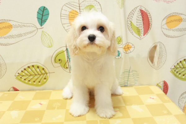 東京都のミックス（ハーフ犬） (ペットショッププチマリア 町田多摩境店/2026年5月3日生まれ/女の子/クリーム)の子犬の2枚目の画像