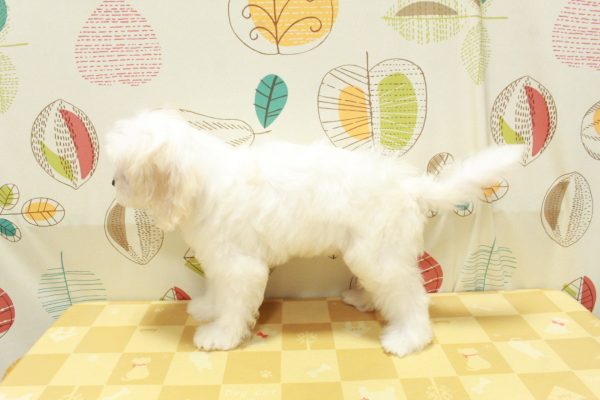 東京都のミックス（ハーフ犬） (ペットショッププチマリア 町田多摩境店/2026年5月3日生まれ/女の子/クリーム)の子犬の3枚目の画像