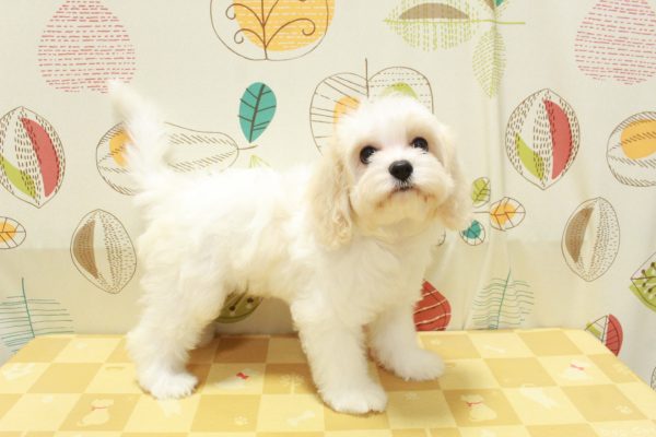 東京都のミックス（ハーフ犬） (ペットショッププチマリア 町田多摩境店/2026年5月3日生まれ/女の子/クリーム)の子犬の4枚目の画像