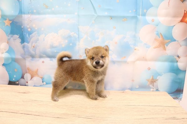 愛知県の豆柴 (ペットショッププチマリア 一宮イオンモール木曽川キリオ店/2026年6月13日生まれ/男の子/赤)の子犬の3枚目の画像