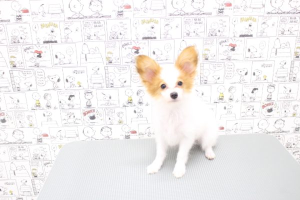 岐阜県のパピヨン (ペットショッププチマリア 岐阜大垣垂井店/2026年4月15日生まれ/男の子/ホワイトレッド)の子犬の3枚目の画像